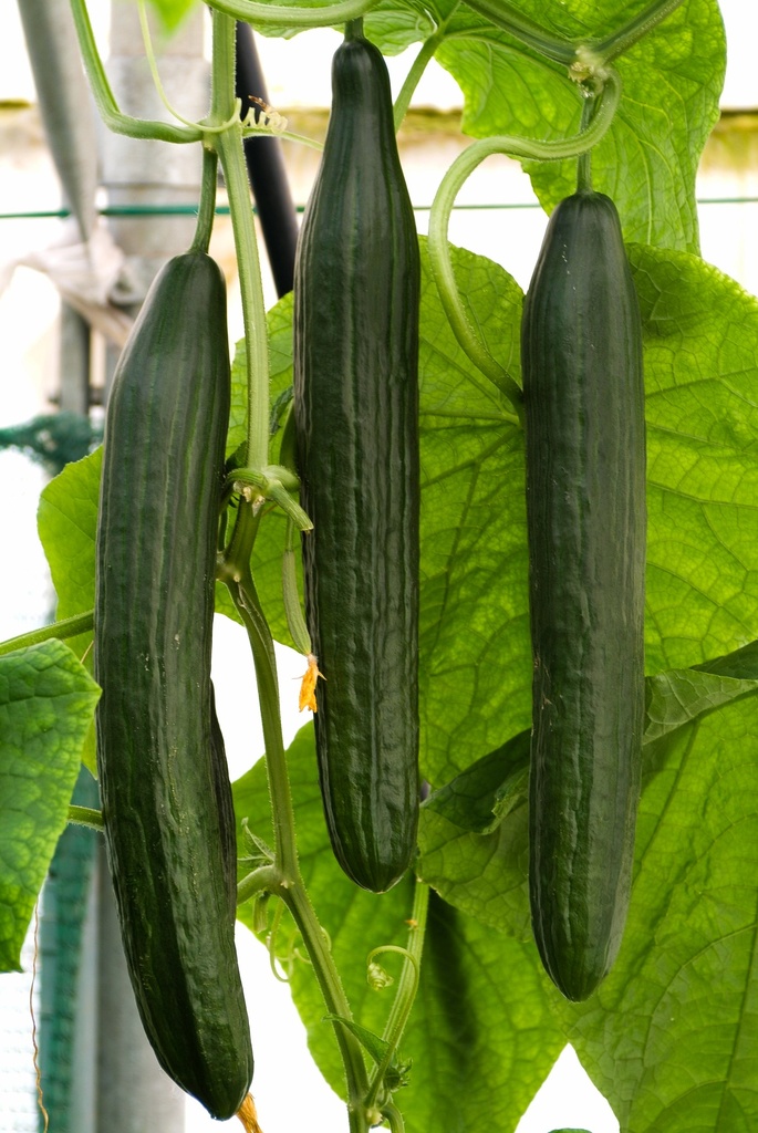 Concombre greffé 'Maxi'