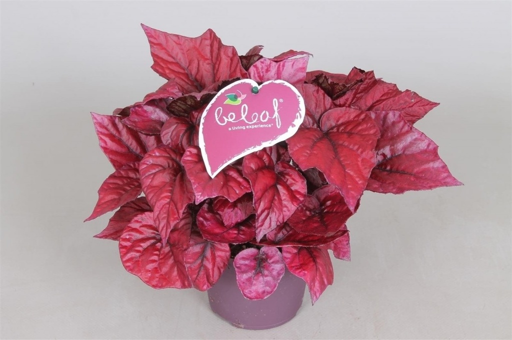 Begonia 'Beleaf Inca Flame'