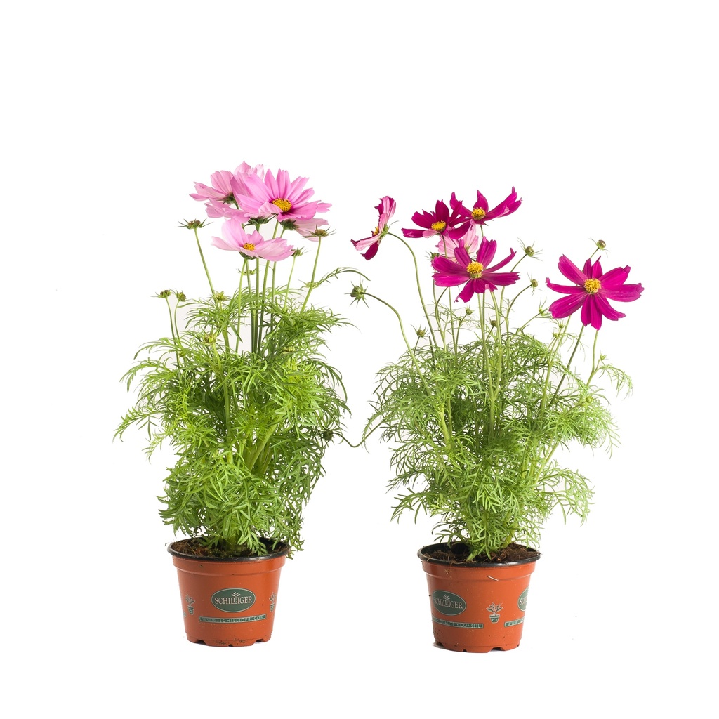 Cosmos bipinnatus 'Sonata'