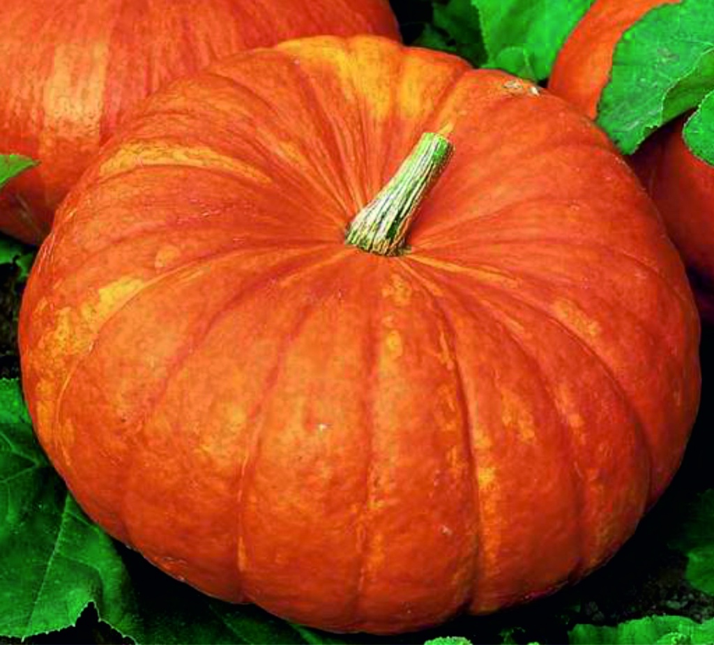 Courge 'Rouge vif d'Etampes'