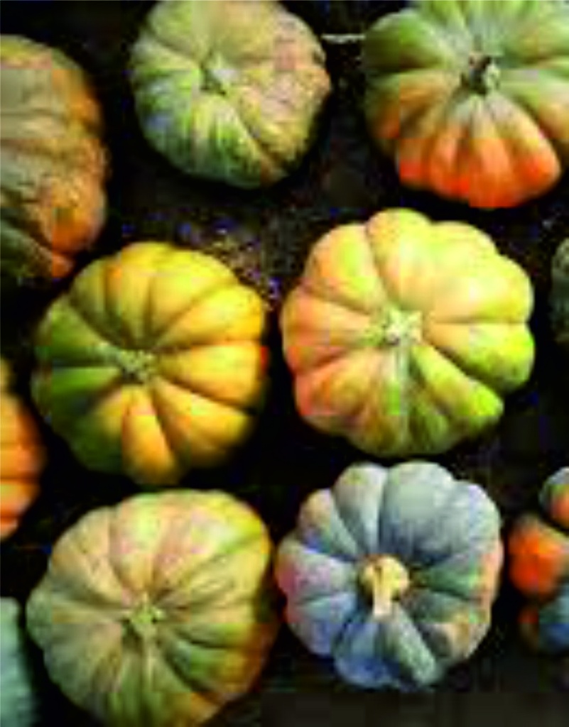 Courge 'Musquée de Provence'