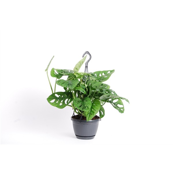 Monstera 'Monkey Mask'