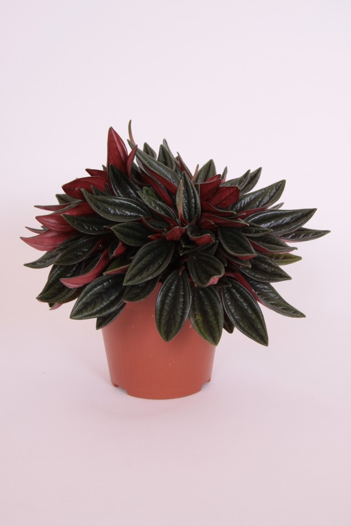 Peperomia 'Rosso'