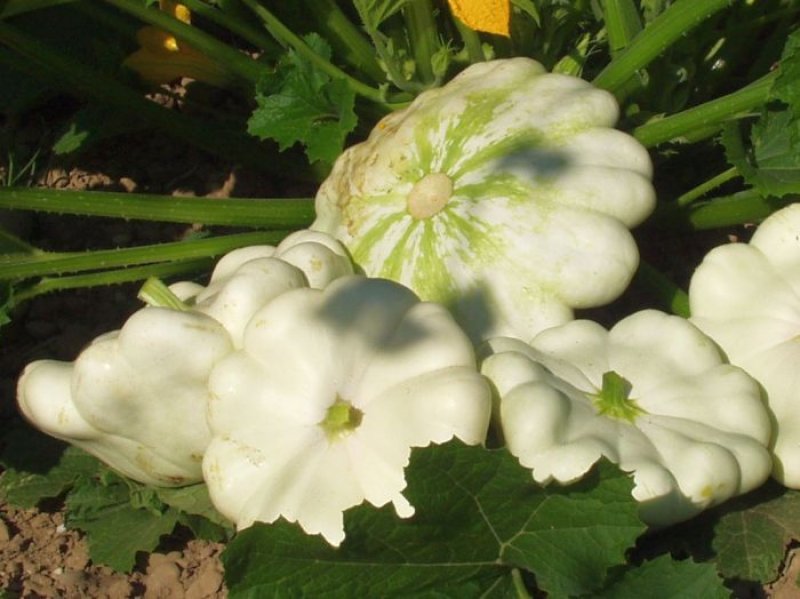 Patisson blanc