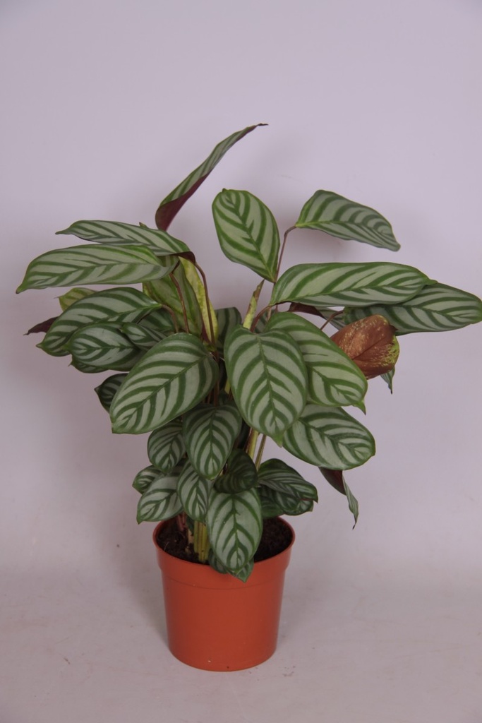 Calathea compactstar