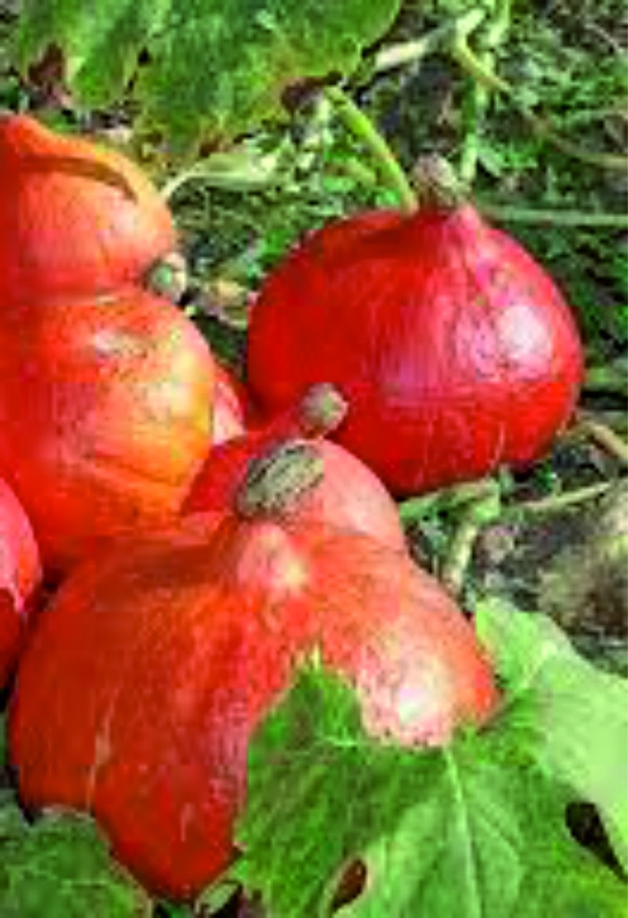 Potimarron