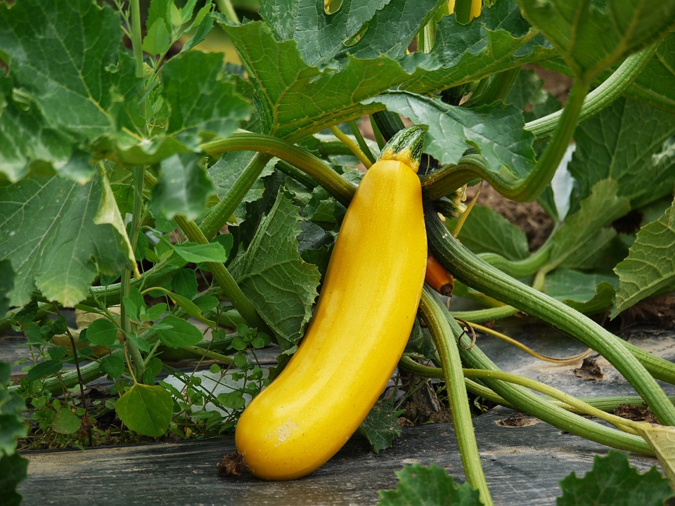 Courgette 'Gold Rush'
