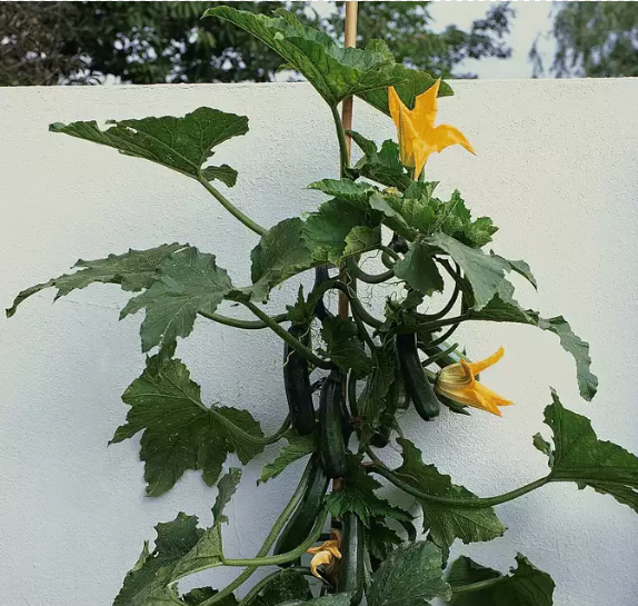 Courgette 'Black Forest'
