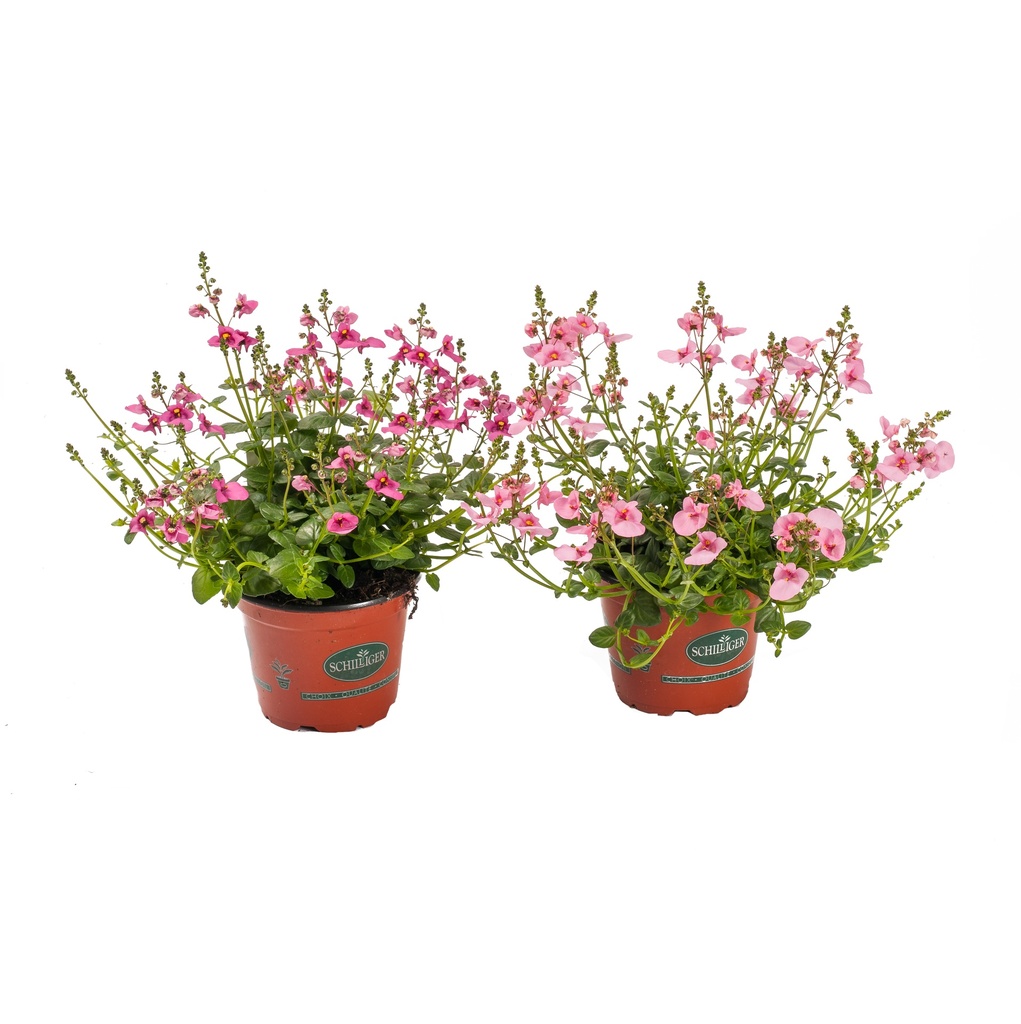 Diascia