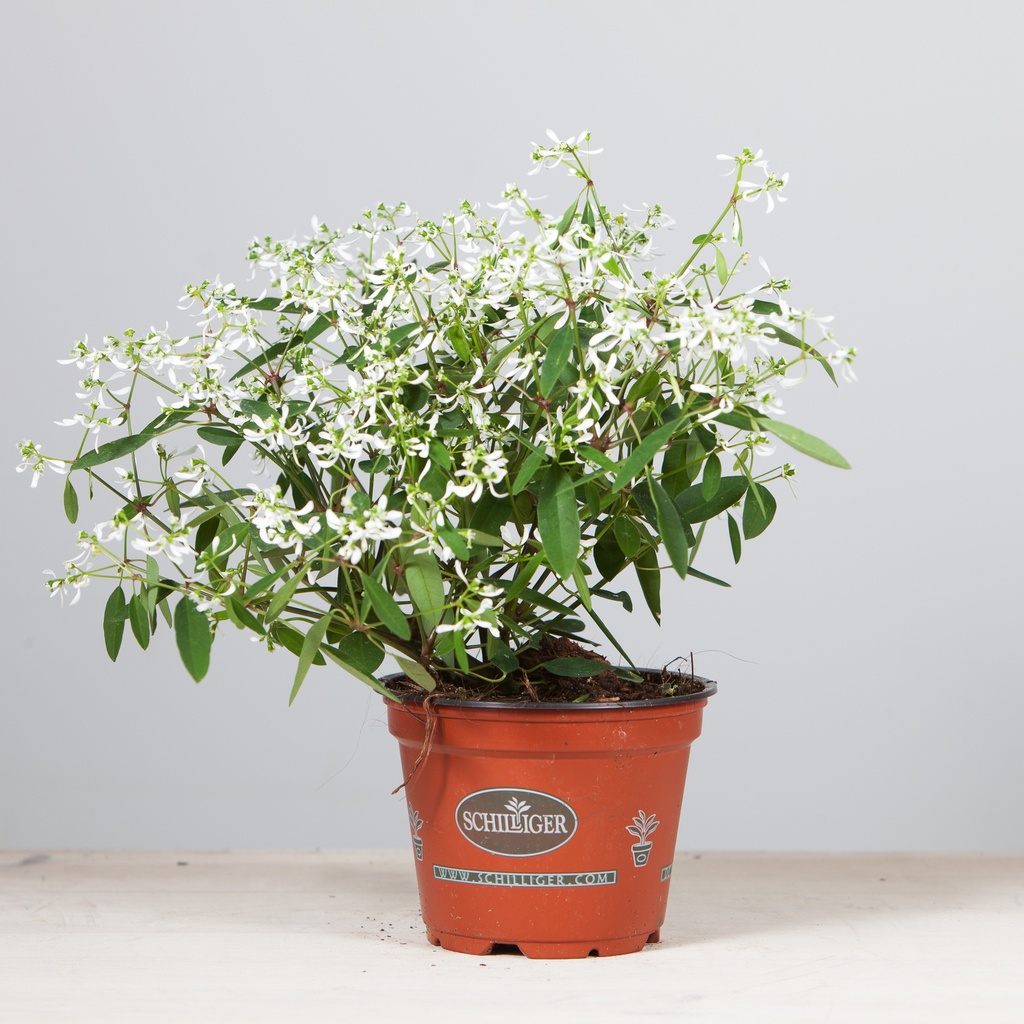 Euphorbia 'Diamond Frost'