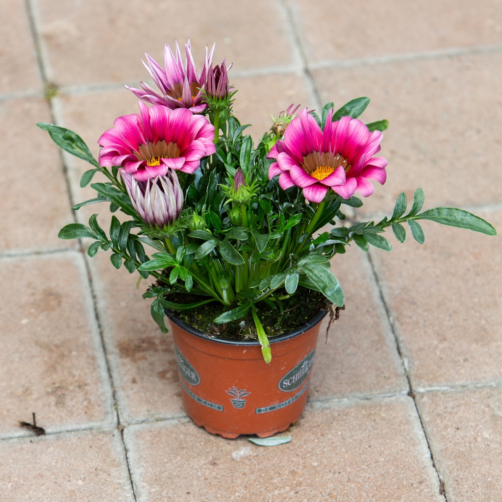 Gazania rigens