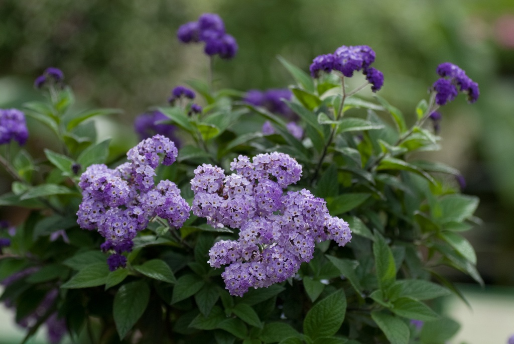Heliotropium arborescens
