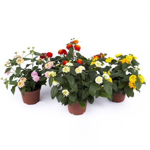 Lantana camara