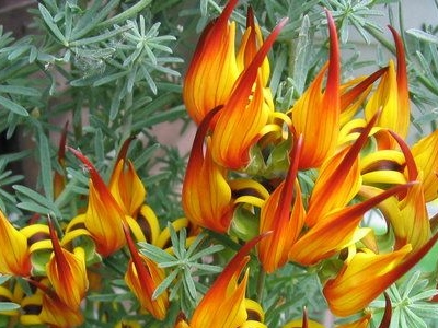 Lotus maculatus