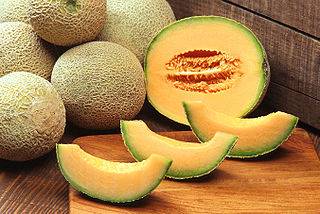 Melon brodé 'Fiesta'