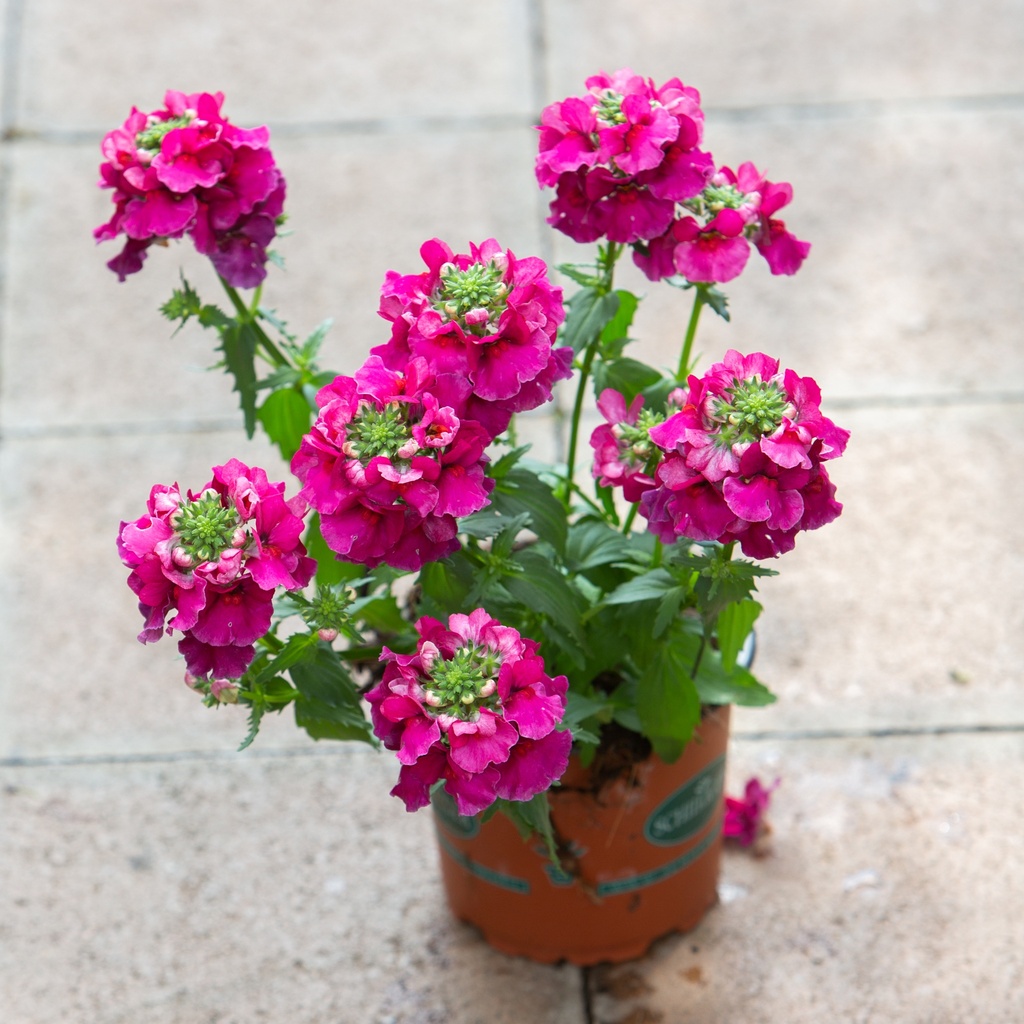 Nemesia