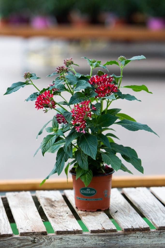 Pentas lanceolata