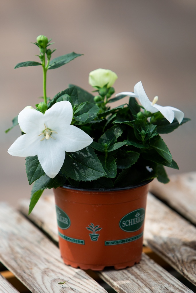 Platycodon grandiflorus