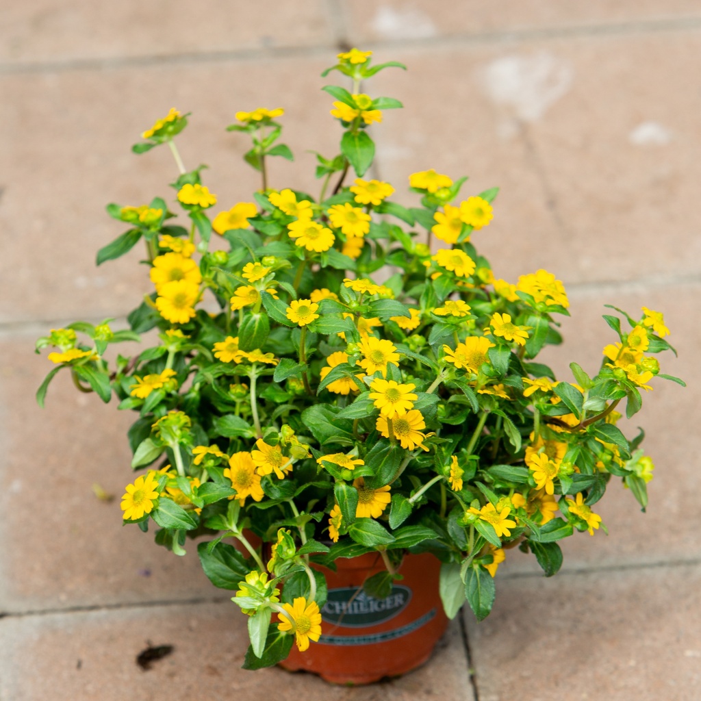 Sanvitalia procumbens