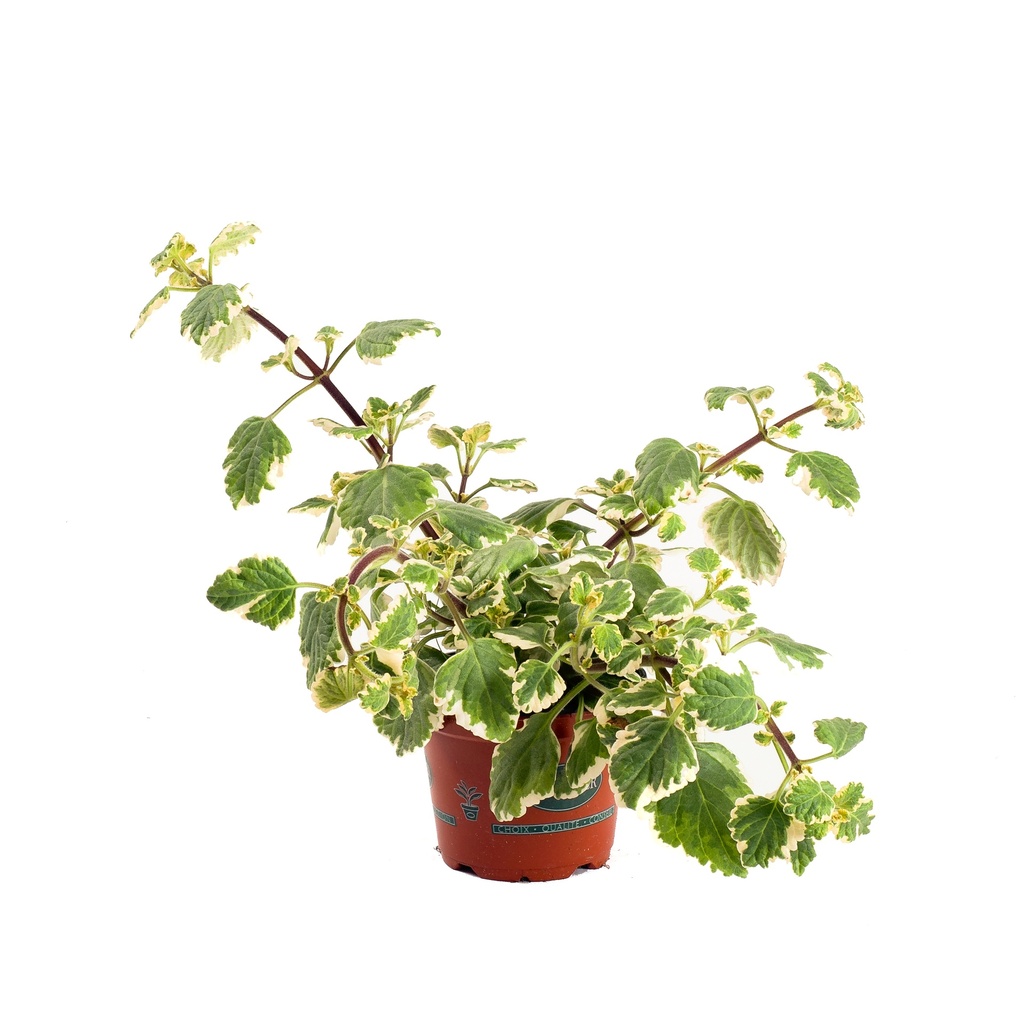 Plectranthus scutellarioides