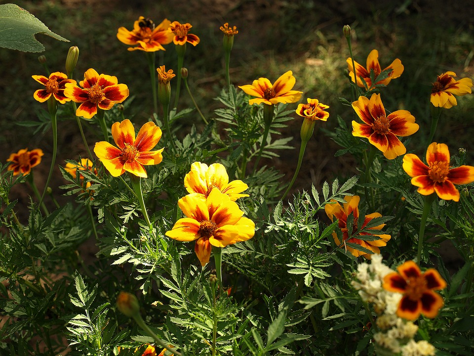 Tagetes patula
