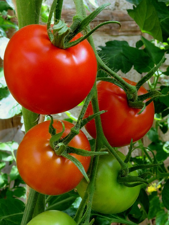 Tomate 'Grappe'