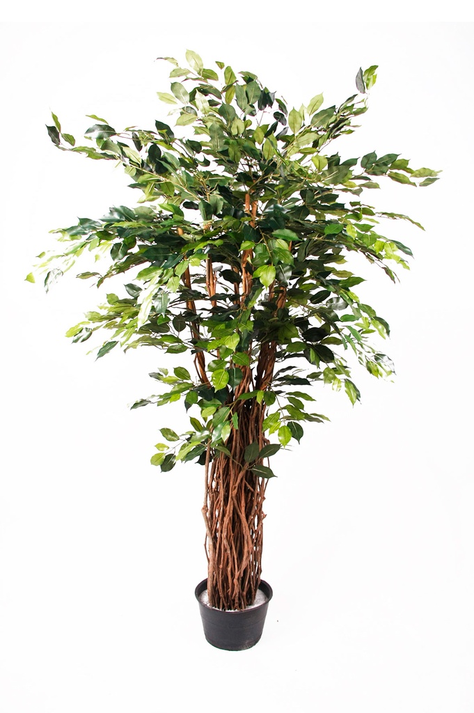 Ficus benjamina Liana artificiel