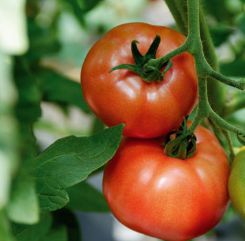 Tomate 'Maestria'