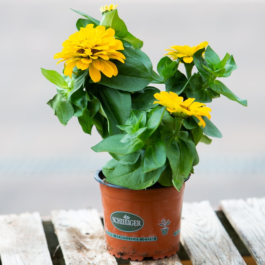 Zinnia elegans 'Magellan'