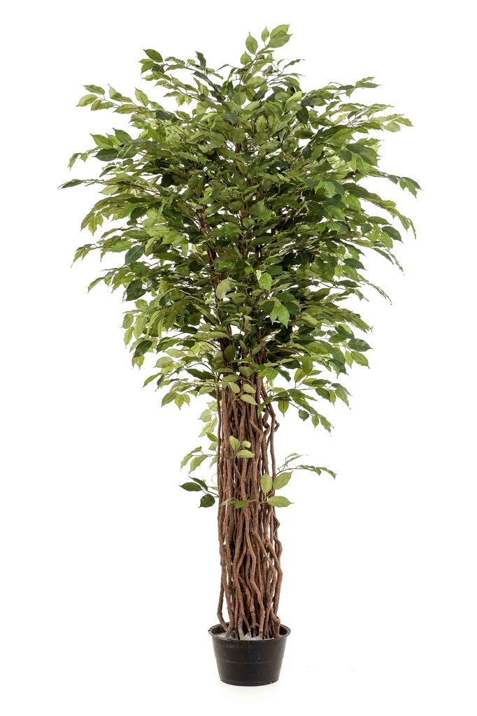 Ficus benjamina Liana artificiel