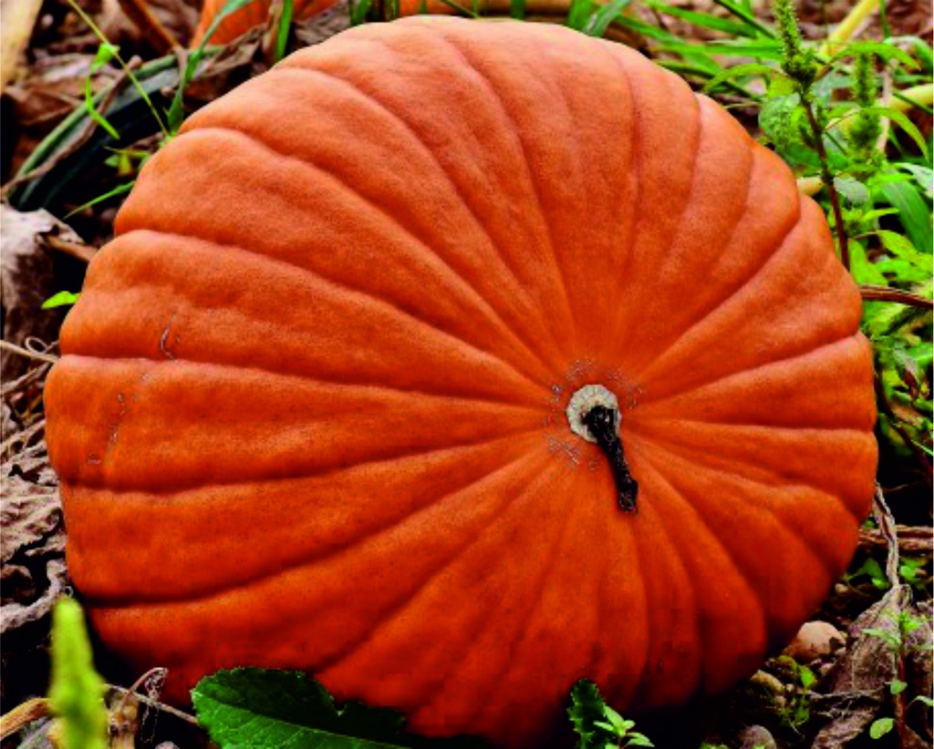 Courge 'Atlantic Giant'