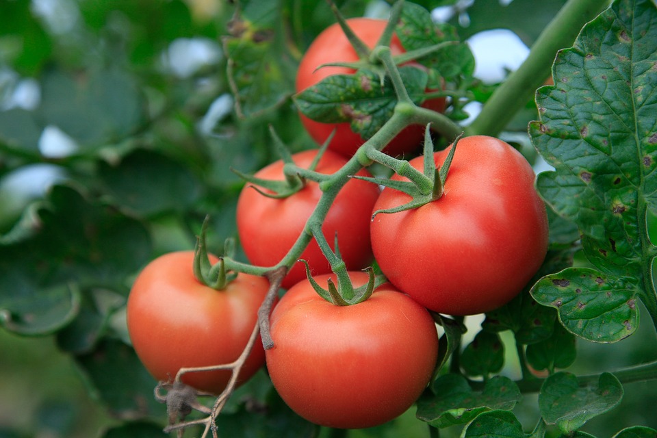Tomate 'Tresor' F1