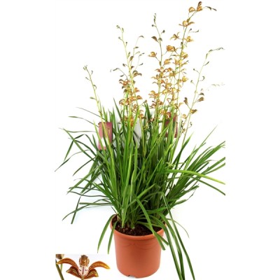 Cymbidium erythreum