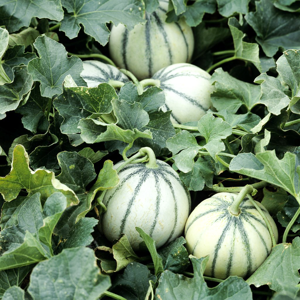 Melon charentais greffé