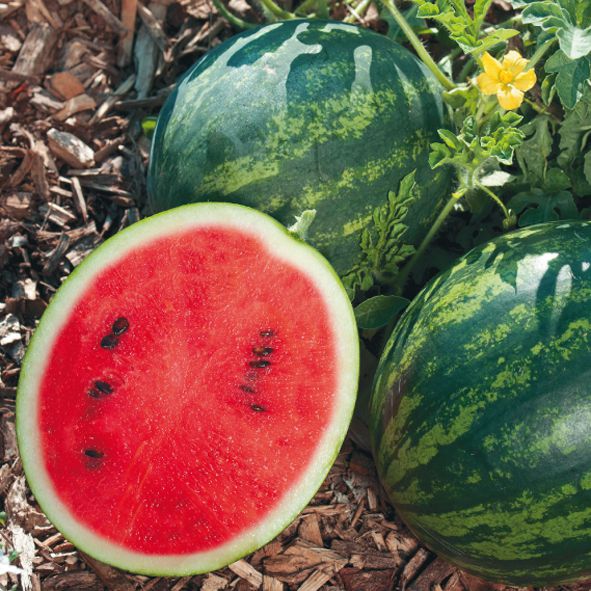 Pastèque greffée 'Mini Love'