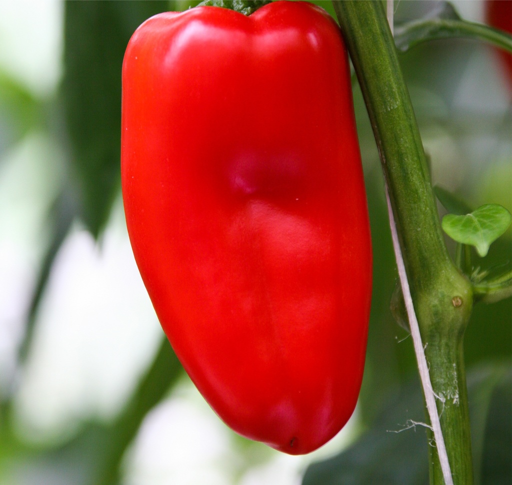 Poivron greffé 'Snack Rouge'