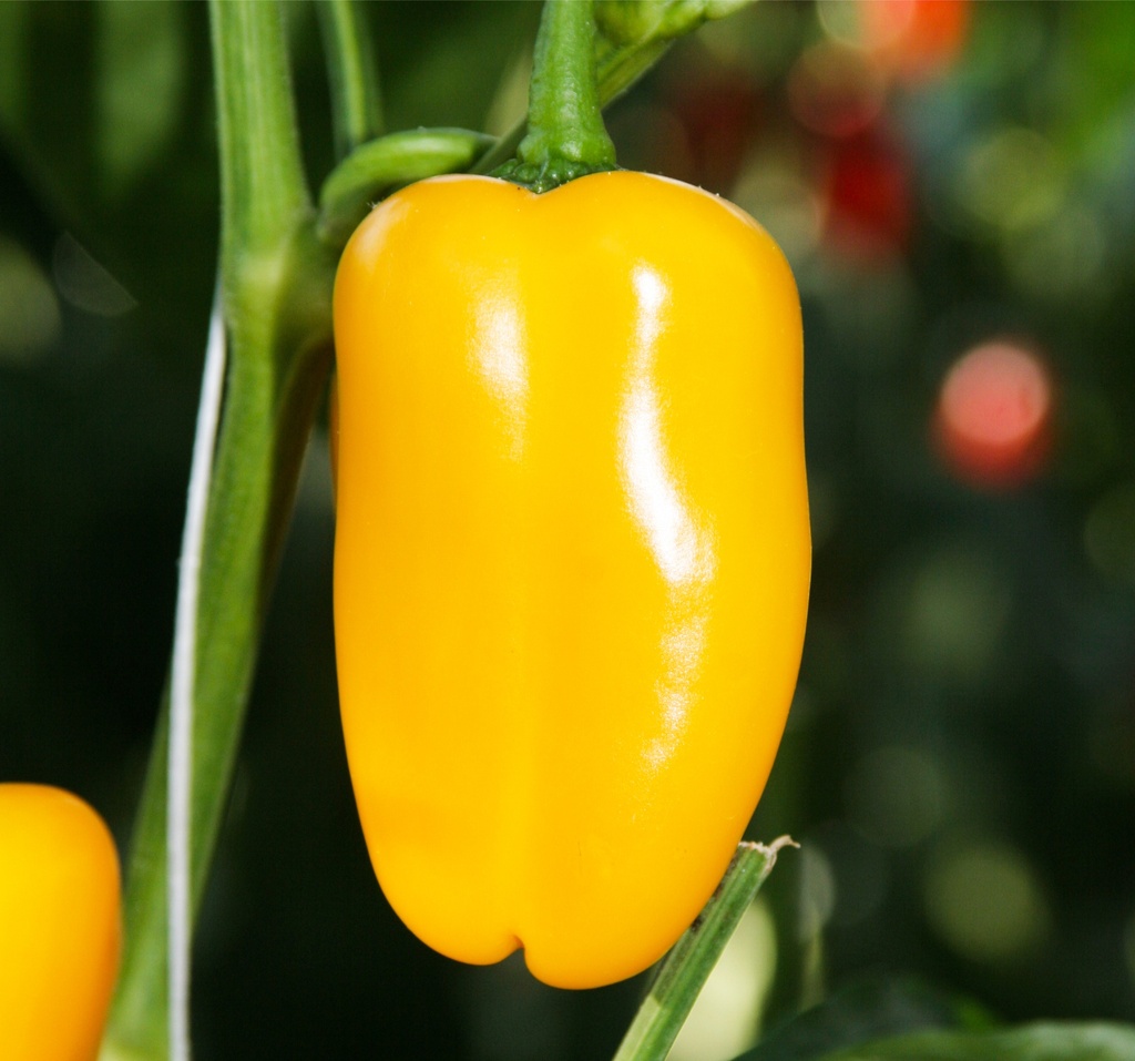 Poivron greffé 'Snack Jaune'