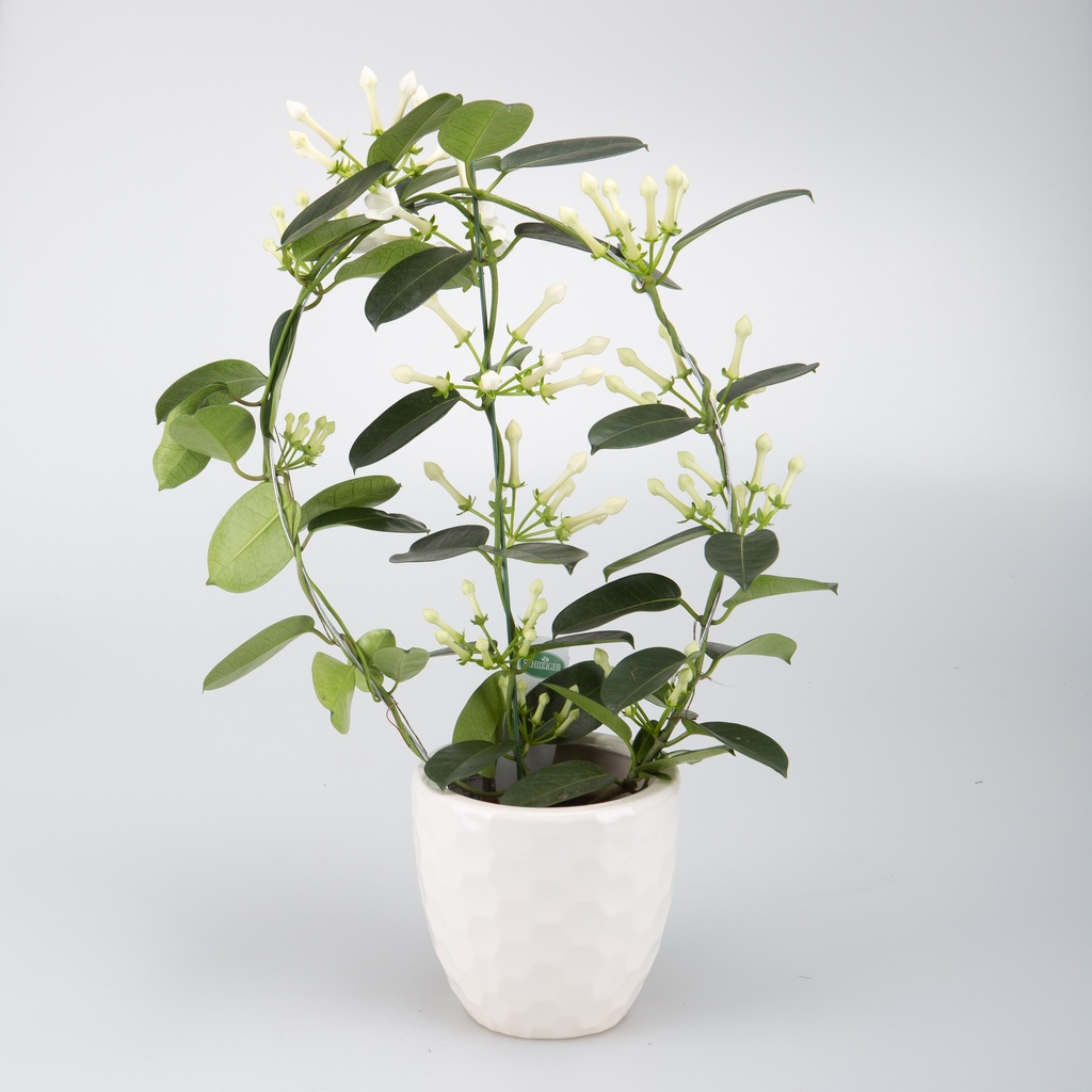 Stephanotis floribunda