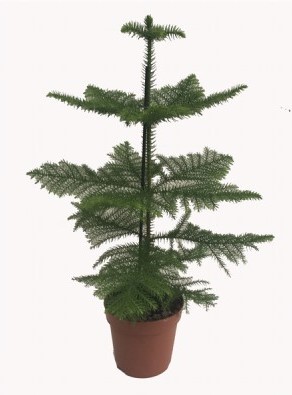 Araucaria heterophylla
