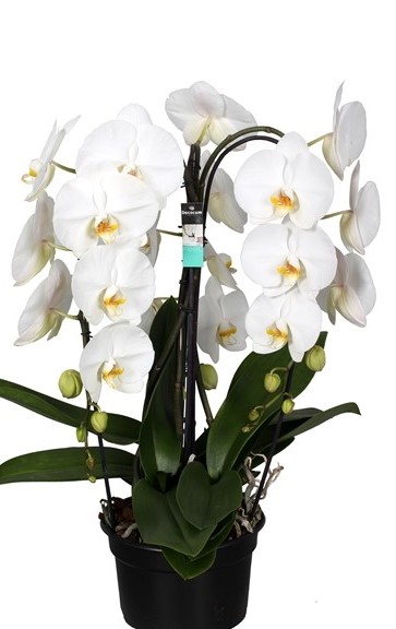 Phalaenopsis 'Crown'