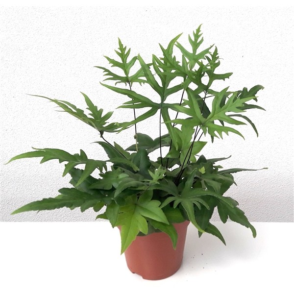 Doryopteris pedata