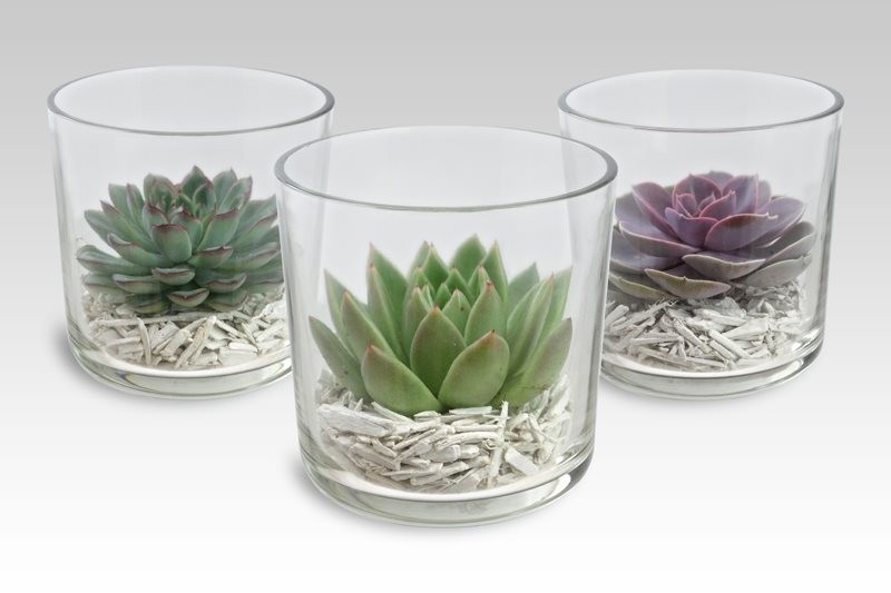 Echeveria coupe verre