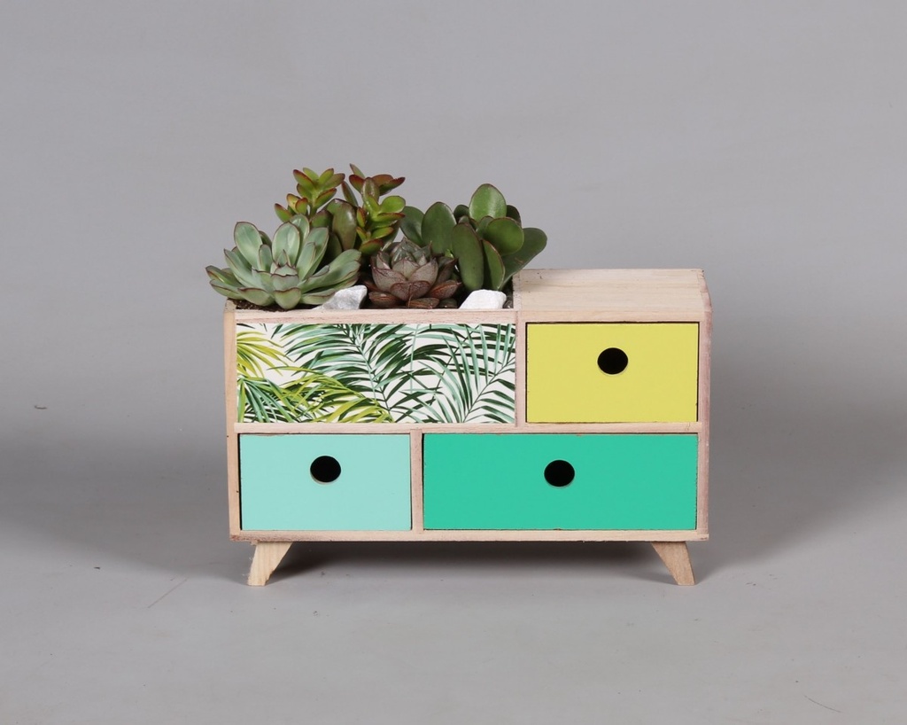 Arrangement plantes grasses