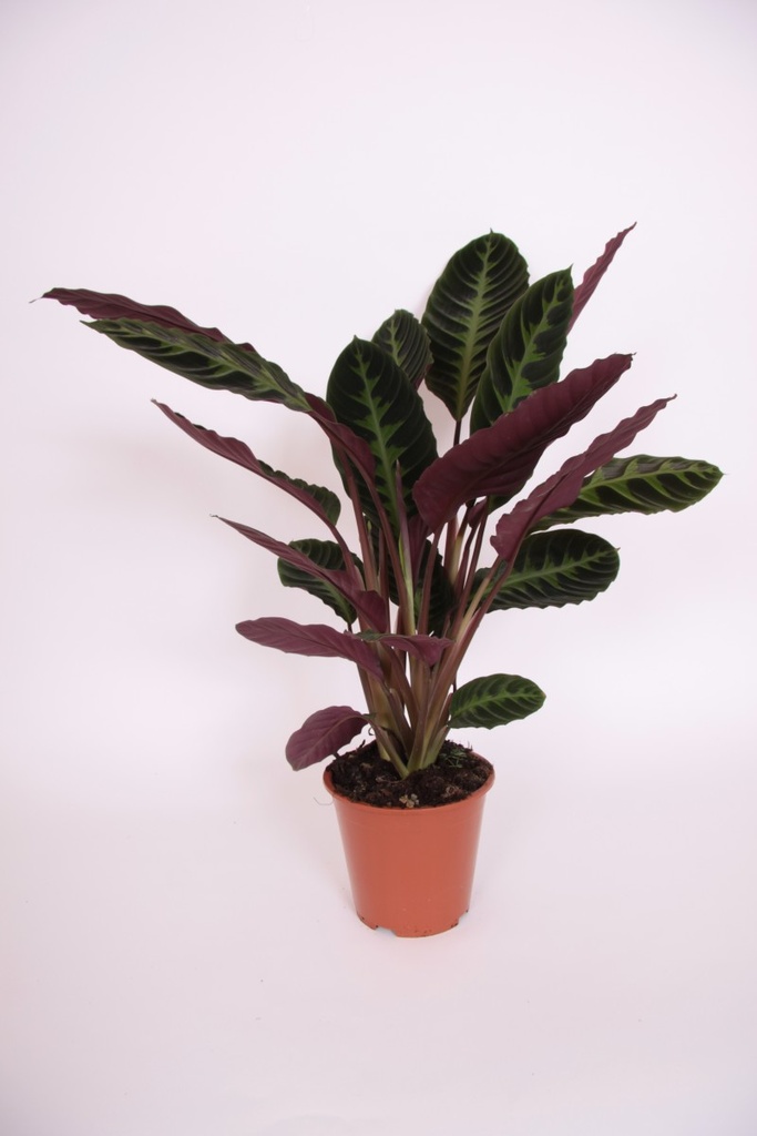 Calathea warsewicszii