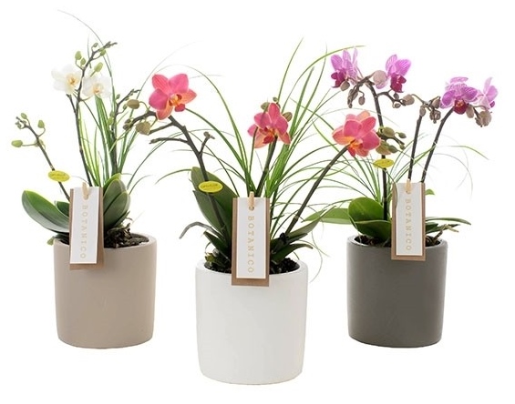 Phalaenopsis avec Nolina