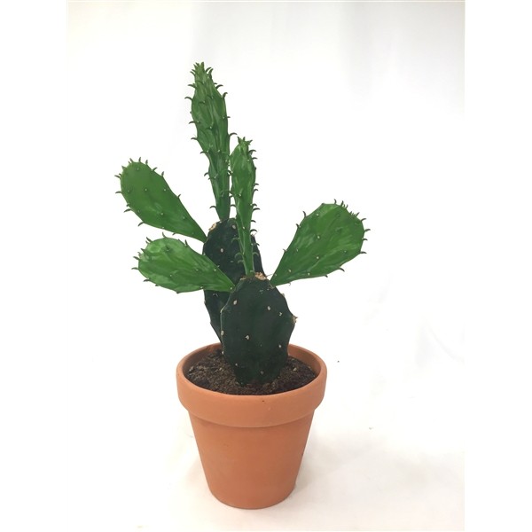 Opuntia jamaica