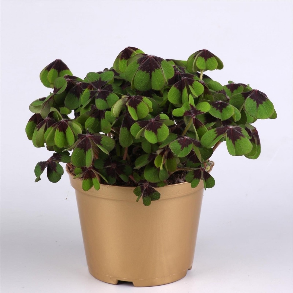 Trèfle porte-bonheur ramoneur