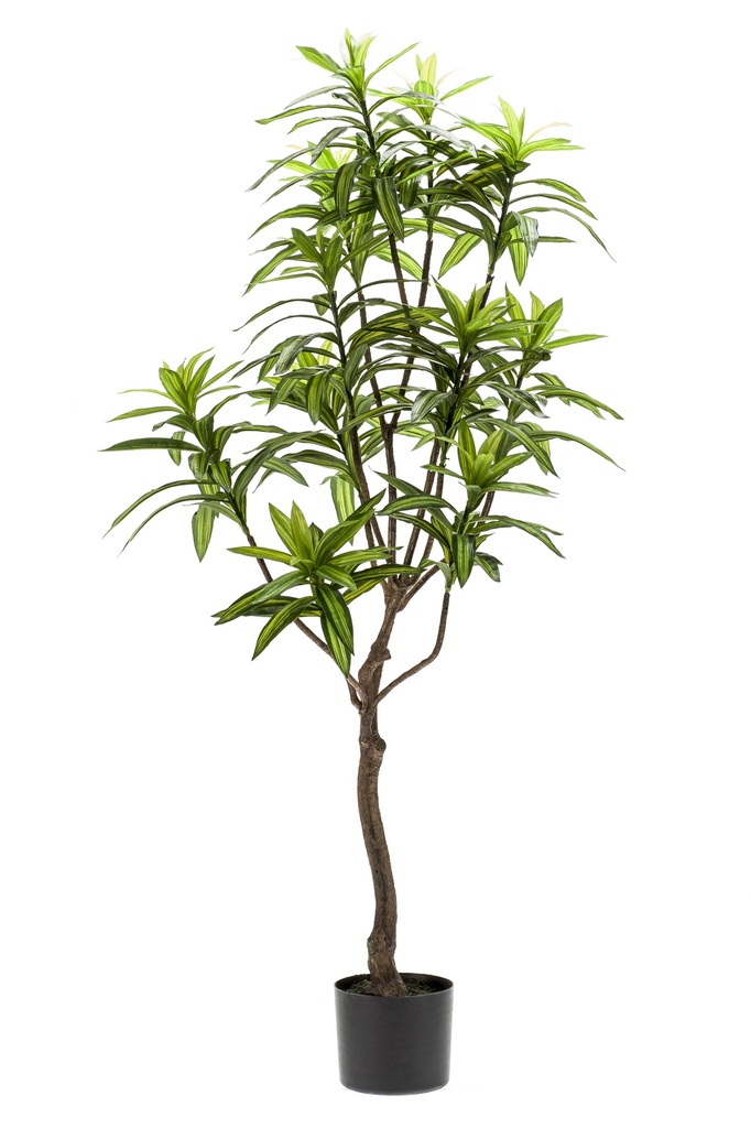 Dracaena artificiel