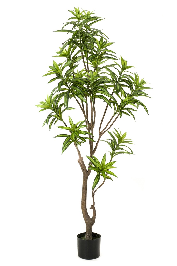 Dracaena artificiel