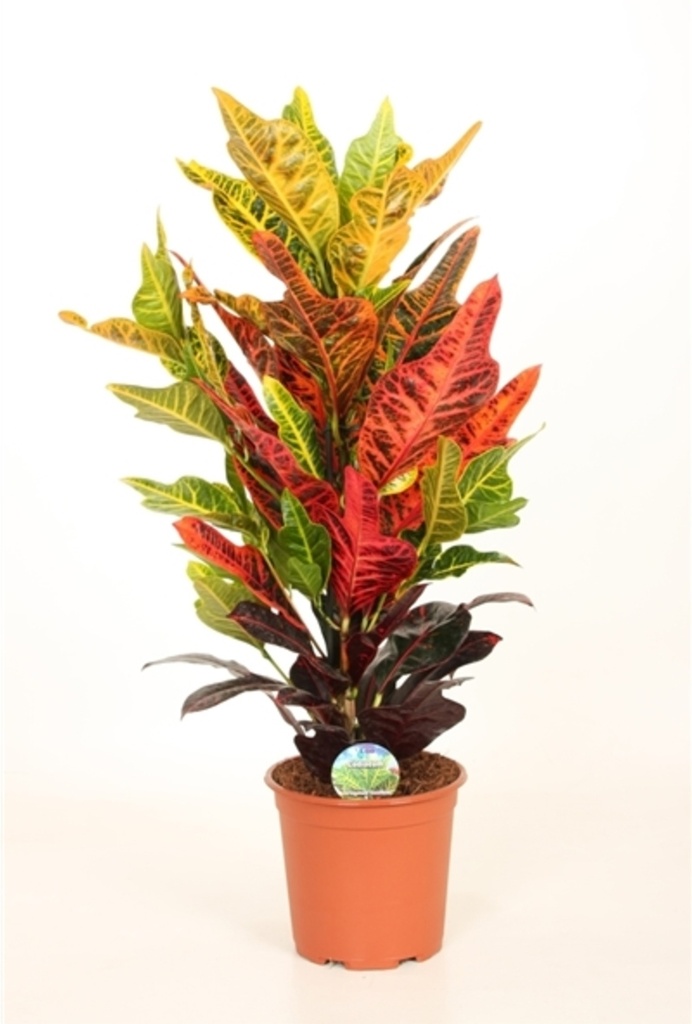 Codiaeum 'Excellent'